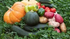 Wat er in de moestuin groeit, is niet altijd veilig: welke groenten nemen gifstoffen uit de bodem op?