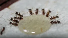 Mieren verdwijnen voorgoed: deze simpele ingrediënten jagen een heel leger insecten weg