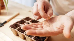 Een tuin zonder kosten: welke zaden de winter overleven en net zo'n goede oogst geven als uit de winkel