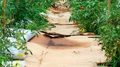 Geen mest en geen compost: een herfsttruc met karton die zelfs ervaren tuinliefhebbers zal verrassen