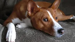 Je neemt een hond, maar krijgt een kat: rassen die verrassen met hun gedrag