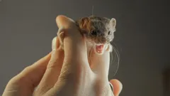 Het kleinste roofdier als huisdier: waarom je twee keer moet nadenken voordat je er een neemt