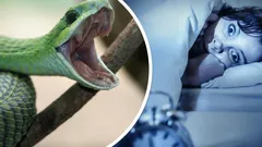 Waarom Dromen We Over Slangen? De Psychologie Onthult Verrassende Betekenissen van Deze Dromen