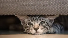 Verborgen angsten van katten: deze 9 geluiden veroorzaken stress en vluchtreacties bij je huisdier