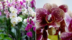 Hoe je orchideeën en viooltjes 365 dagen per jaar laat bloeien: het eenvoudige recept voor de beste meststof