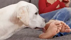 Waarom likken honden de voeten van hun baasje? Kynologen onthullen de verrassende redenen