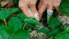 De herfst is belangrijker dan het plantenras: wat je met aardbeien moet doen vóór de winter om een recordoogst te behalen