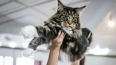 Toegewijd als honden: deze kattenrassen zijn ideaal voor wie een echte vriend als huisdier zoekt