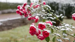 Herfstverzorging van rozen: zo bereid je de struiken voor op de winter zodat ze in het voorjaar als bij toverslag bloeien