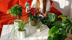 Heb je veel planten thuis? Psychologen onthullen wat dit over je persoonlijkheid zegt