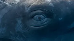 De oceaan spreekt met de stem van de rede: wetenschappers ontsluiten de taal van wezens die verrassend veel op de onze lijkt