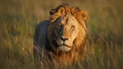 Dit wist je zeker niet over leeuwen: wat onderzoekers nu weten over het mysterieuze leven van de koningen van de natuur