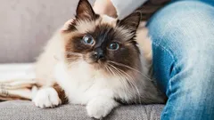 Krabben niet, maar knuffelen: de zachtste kattenrassen voor wie warmte zoekt, geen drama