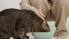 Kat krijgt geen genoeg en vraagt om meer? Niet de eetlust is het probleem, maar de verkeerde voerbak