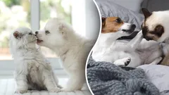 Populair misverstand of feit: Haten honden en katten elkaar echt?