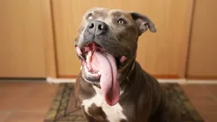 Honden spreken niet met woorden, maar met hun lichaam: zo begrijp je wat je huisdier voelt