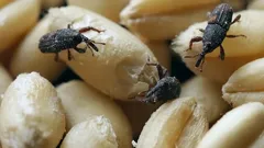 Kleine insecten in de keuken? Eenvoudige tips van een ongediertebestrijder om er voorgoed van af te komen