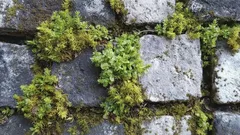 Eenvoudige truc tegen mos in de tuin die beter werkt dan winkelchemie: mos verdwijnt voorgoed