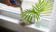 Waarom kattenbakvulling op de vensterbank wordt gestrooid: deze truc is bij weinigen bekend