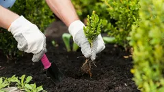 In november vaste planten zaaien: geheimen voor vroege bloei en sterke planten