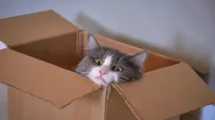 Waarom katten zo dol zijn op dozen: geheimen die alleen echte kattenliefhebbers kennen