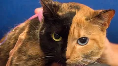 Waarom hebben sommige katten een duidelijk gescheiden tweekleurige snuit? Je zult versteld staan