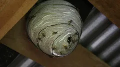 Last van wespen? Eenvoudige tip om er gemakkelijk en voorgoed vanaf te komen zonder steken