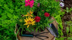 Plant in de herfst, bedank in de lente: deze bloemen overleven vorst en bloeien alsof het magie is