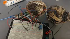 Wetenschappers creëren computermemory van shiitake-schimmeldraden: hoe is het hen gelukt?