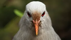 Geest van het bos met rode ogen: de mysterieuze vogel die al eeuwenlang haar afzondering bewaart