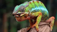 360 graden zonder je hoofd te draaien: hoe het zicht werkt van de meest mysterieuze hagedis op aarde